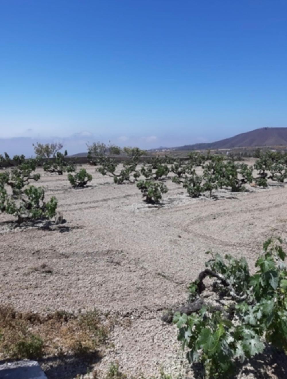  en venta finca rústica Cruz De Tea Zona Sur 8