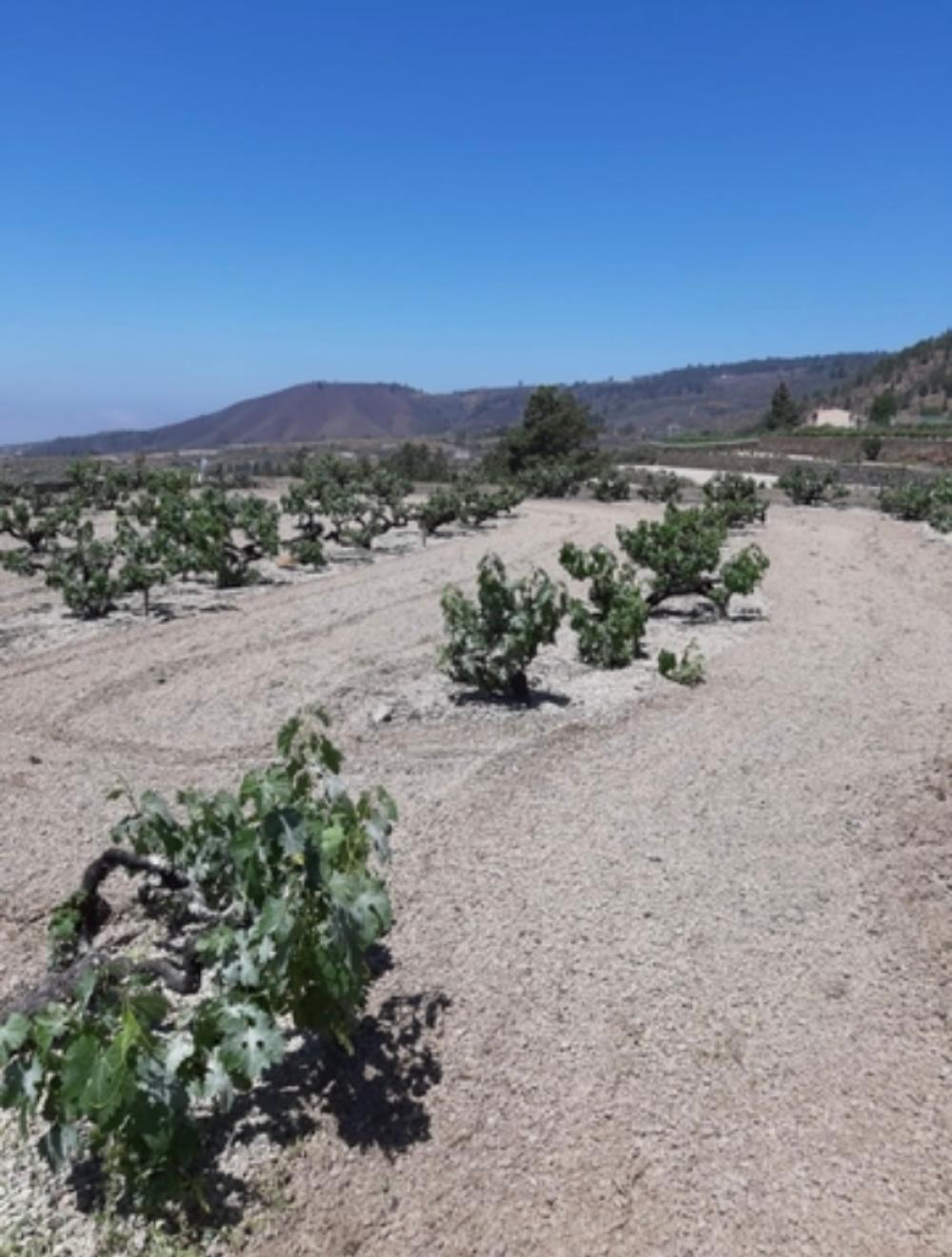  en venta finca rústica Cruz De Tea Zona Sur 6