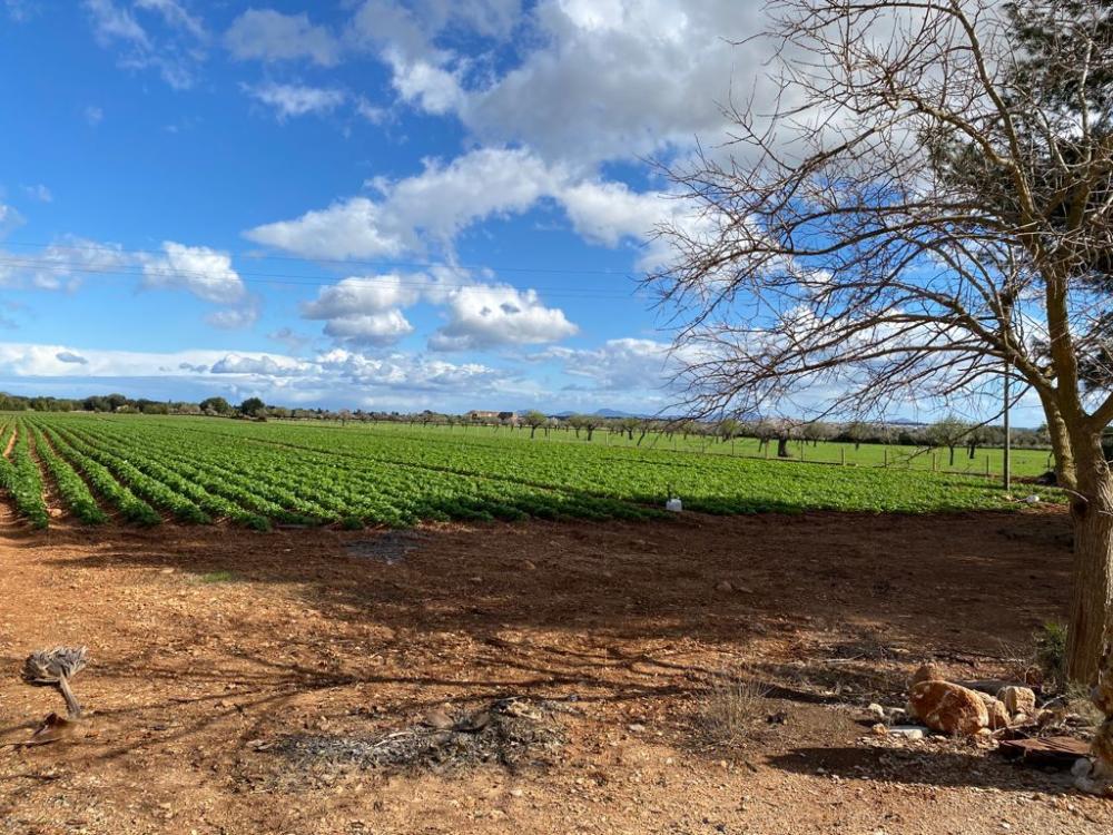  en venta finca rústica Sa Pobla Nord 13