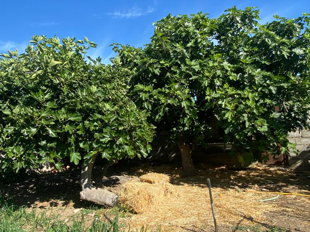  en venta pareado Alfarnatejo Axarquía 19
