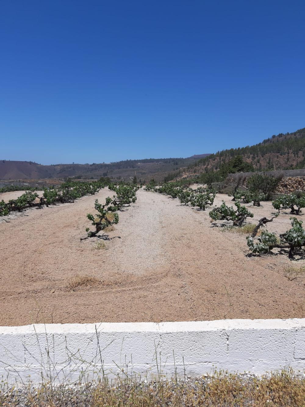  en venta finca rústica Cruz De Tea Zona Sur 4