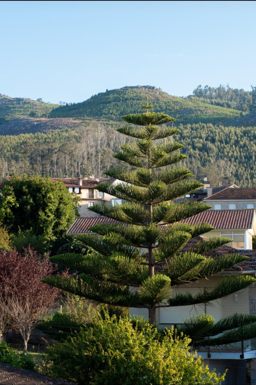  en venta chalet Coruxo Vigo 9