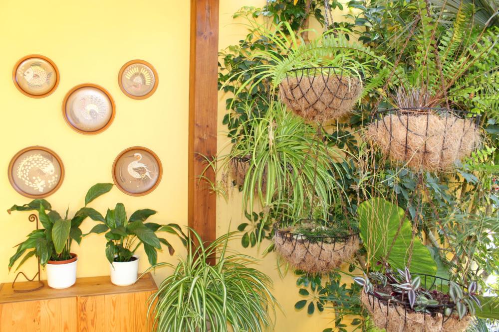  en venta finca rústica Sant Rafel De Sa Creu Sant Antoni De Portmany 11