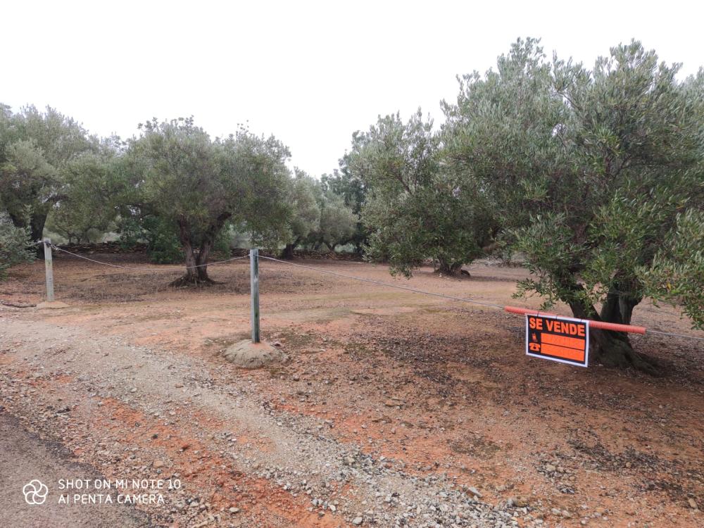  en venta finca rústica Camarles Baix Ebre 2