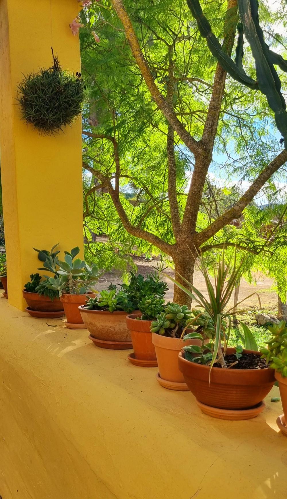  en venta finca rústica Sant Rafel De Sa Creu Sant Antoni De Portmany 12