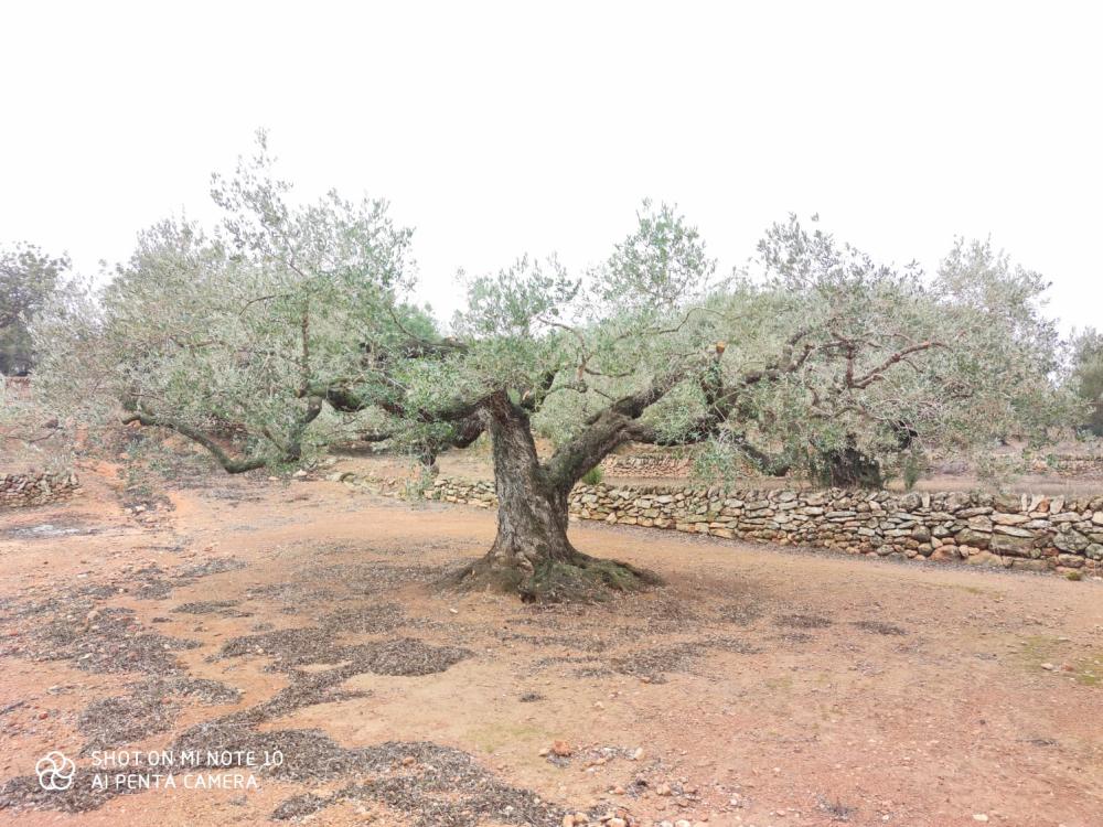  en venta finca rústica Camarles Baix Ebre 7