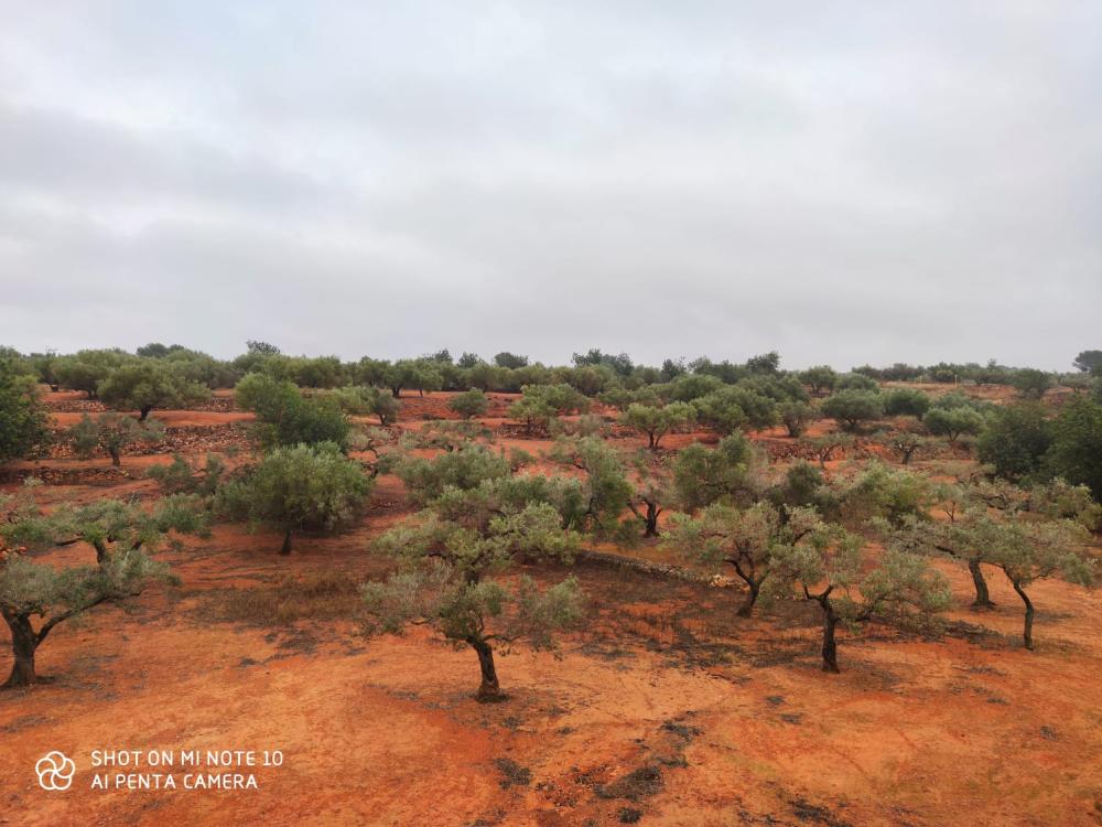  en venta finca rústica Camarles Baix Ebre 6