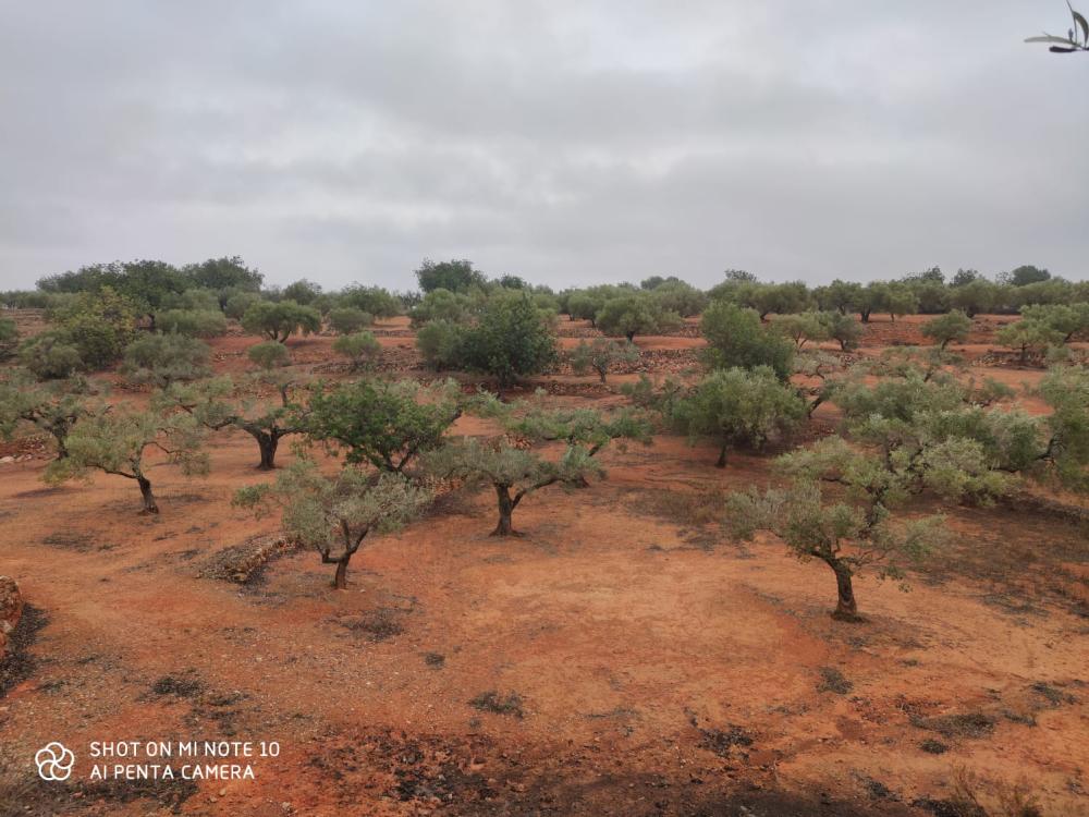  en venta finca rústica Camarles Baix Ebre 5