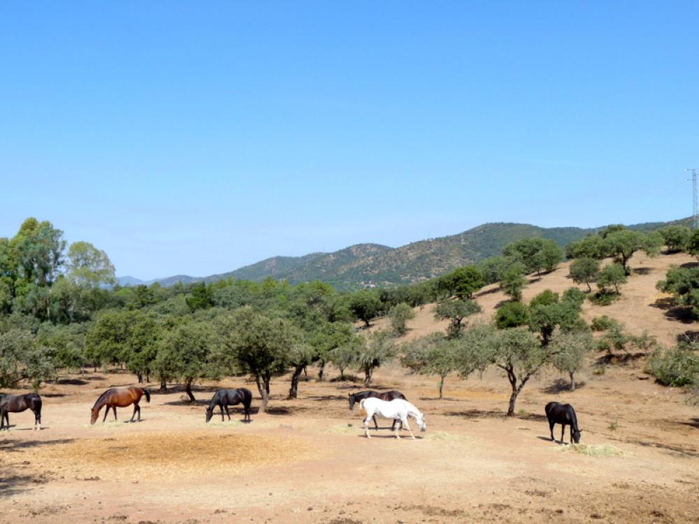  en venta finca rústica Espiel Valle Del Guadiato 12