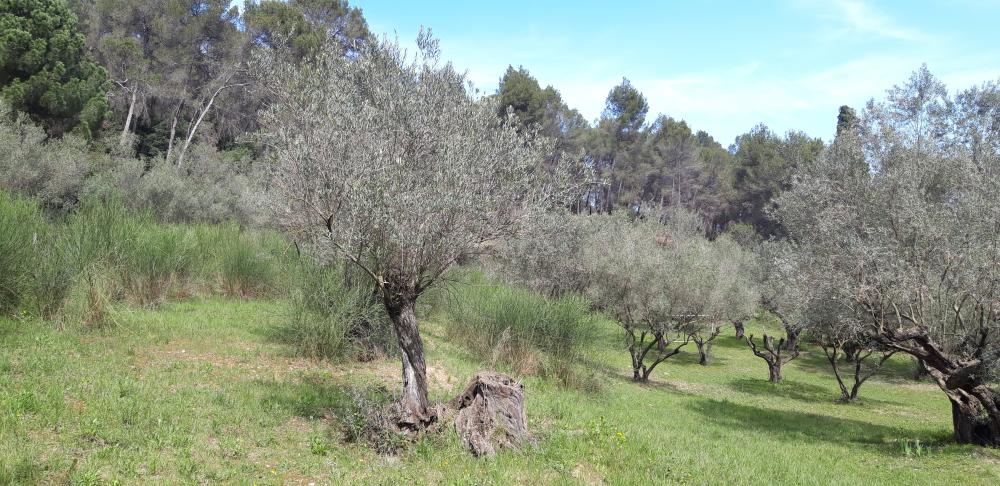  en venta finca rústica Sant Andreu De La Barca Baix Llobregat 6