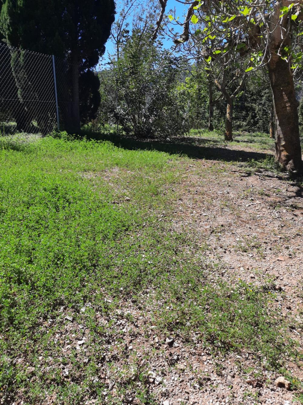  en venta terreno Esporles Tramuntana 4