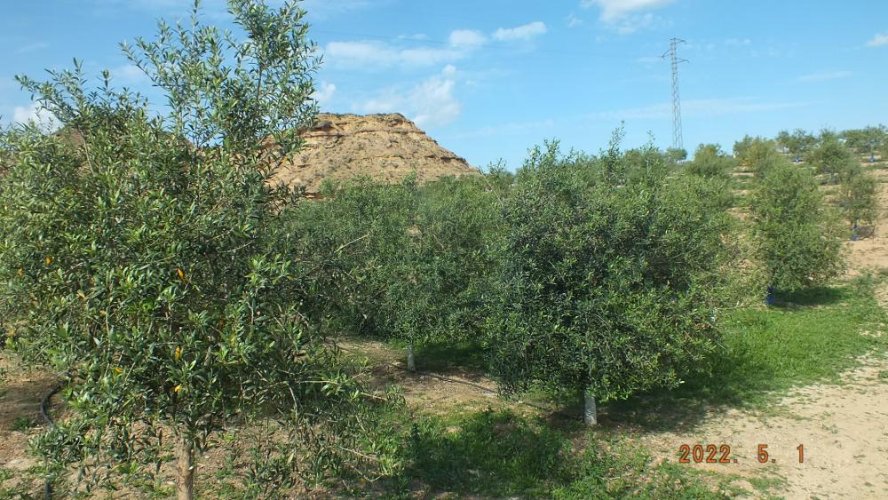  en venta finca rústica Aitona Segrià 2