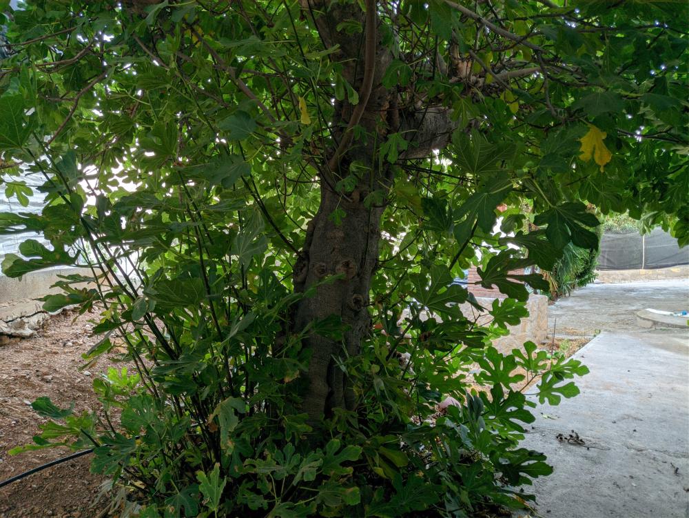 en venta terreno Castell De Ferro Costa Tropical 15