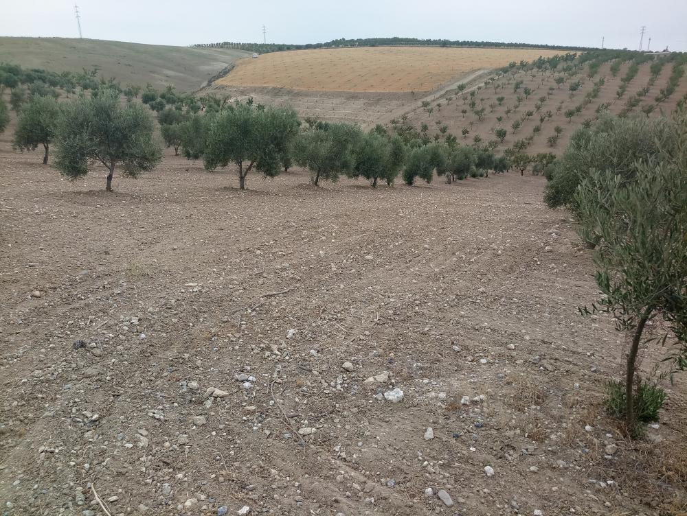  en venta finca rústica Gabia Grande Vega De Granada 4