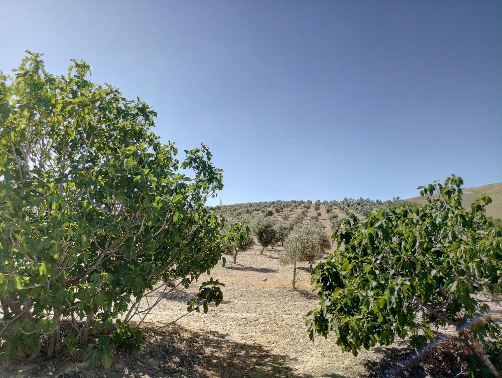  en venta finca rústica Gabia Grande Vega De Granada 1