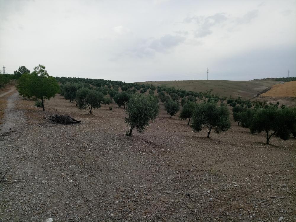  en venta finca rústica Gabia Grande Vega De Granada 5