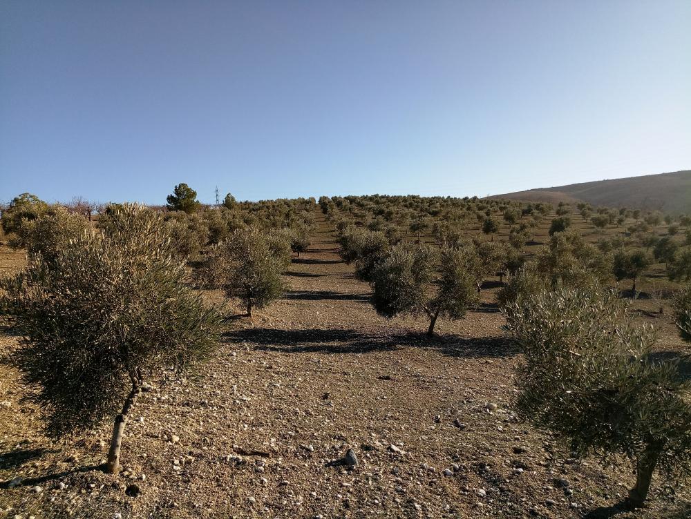  en venta finca rústica Gabia Grande Vega De Granada 7