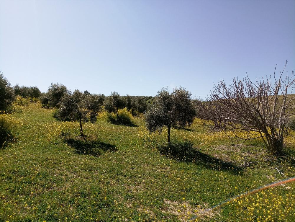  en venta finca rústica Gabia Grande Vega De Granada 9