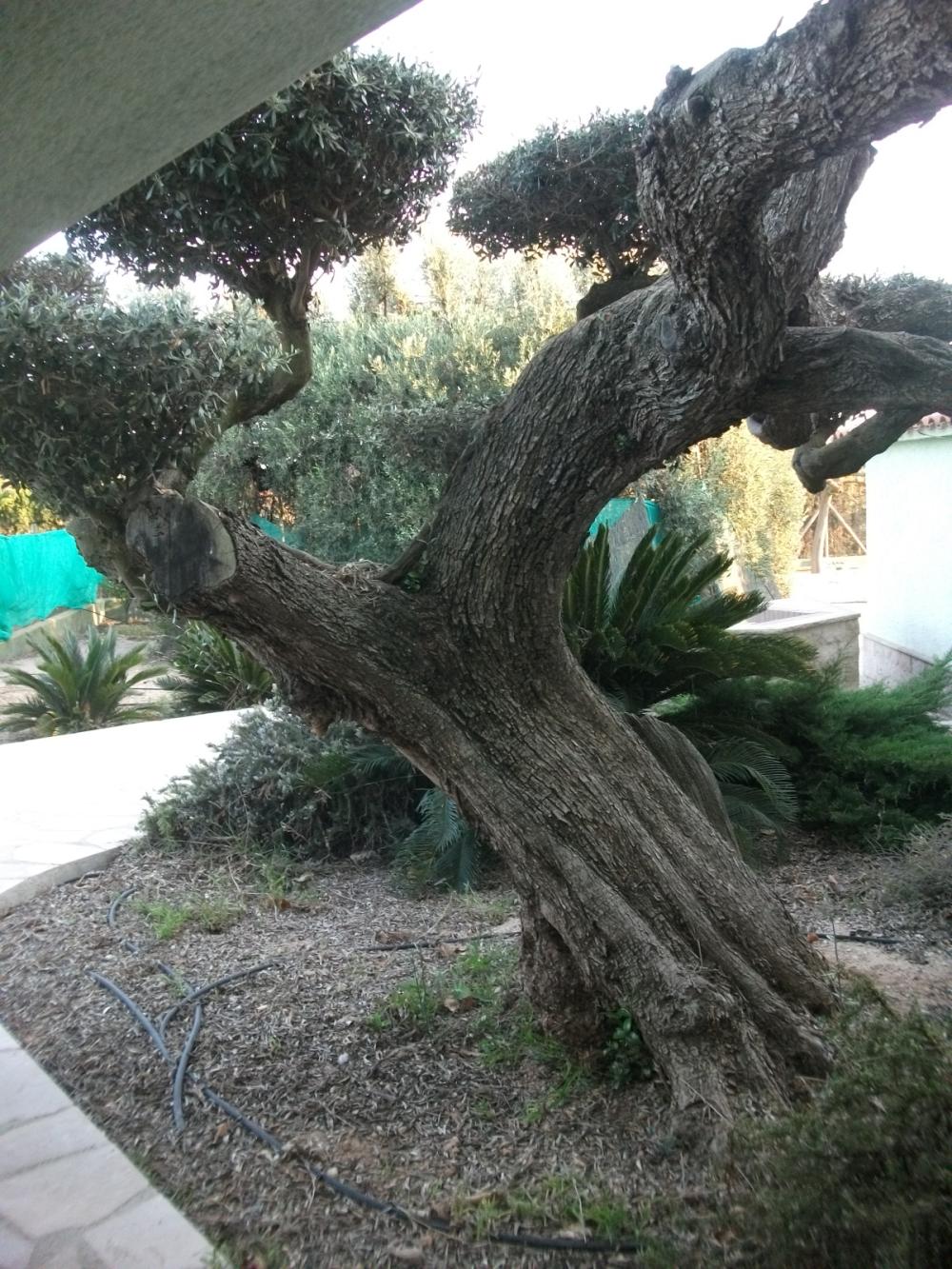  en venta finca rústica Camarles Baix Ebre 12