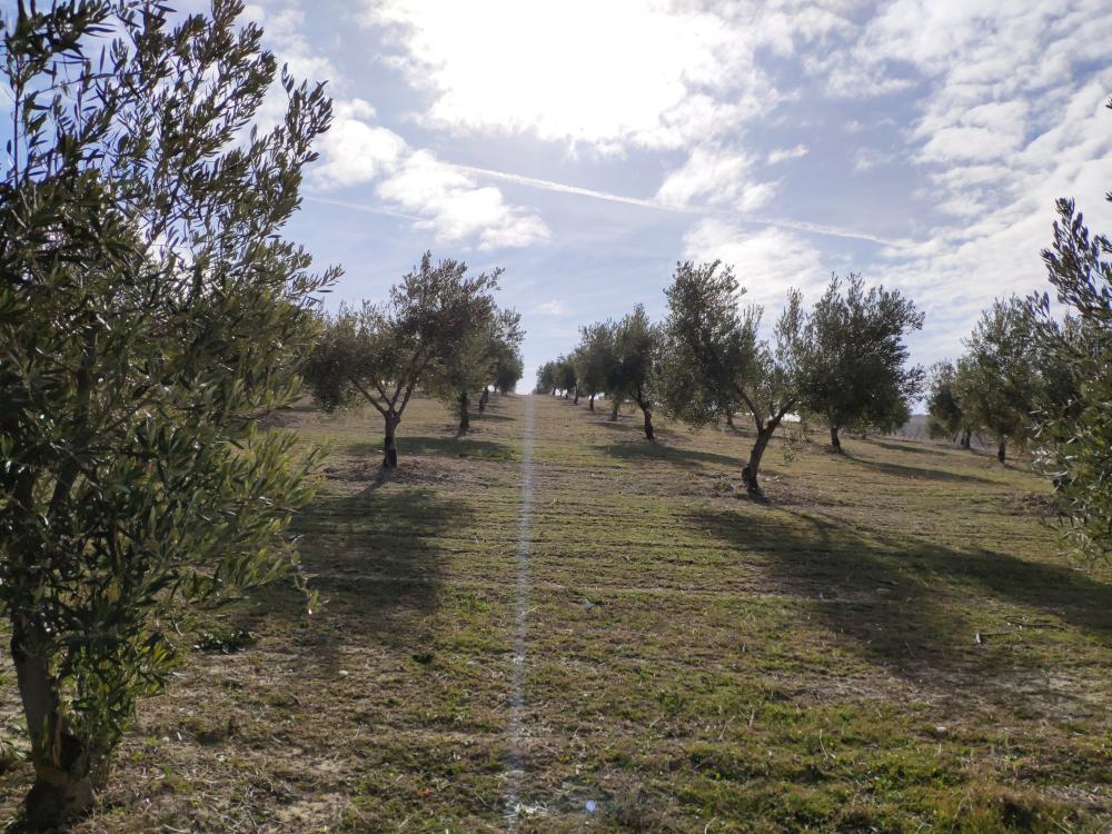  en venta finca rústica Gabia Grande Vega De Granada 6