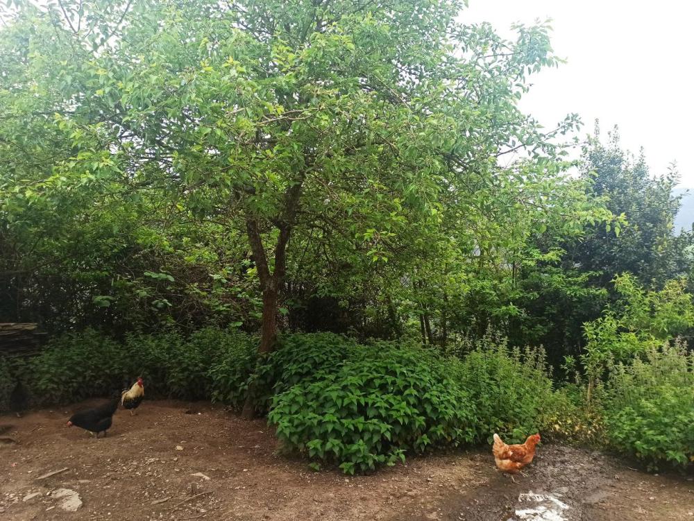  en venta finca rústica Conforto Mariña Oriental 39