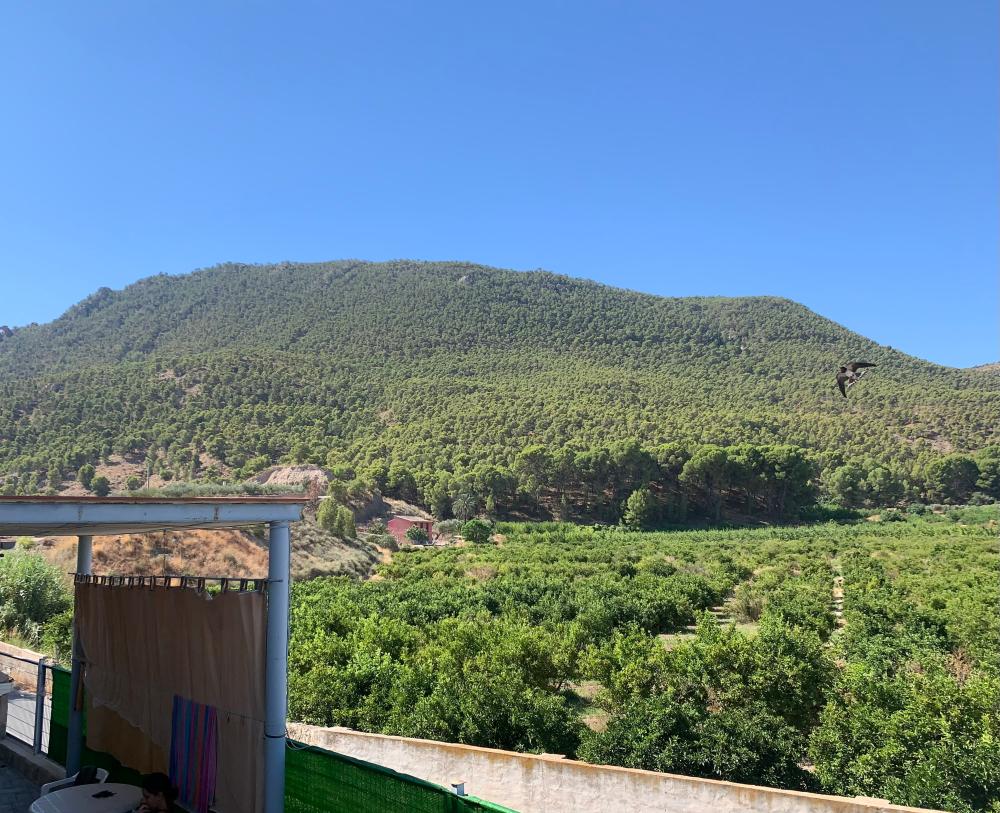  en venta finca rústica Blanca Vega Alta Del Segura 5
