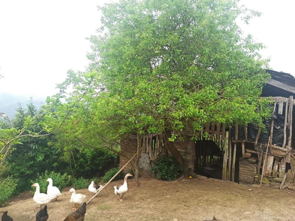  en venta finca rústica Conforto Mariña Oriental 37
