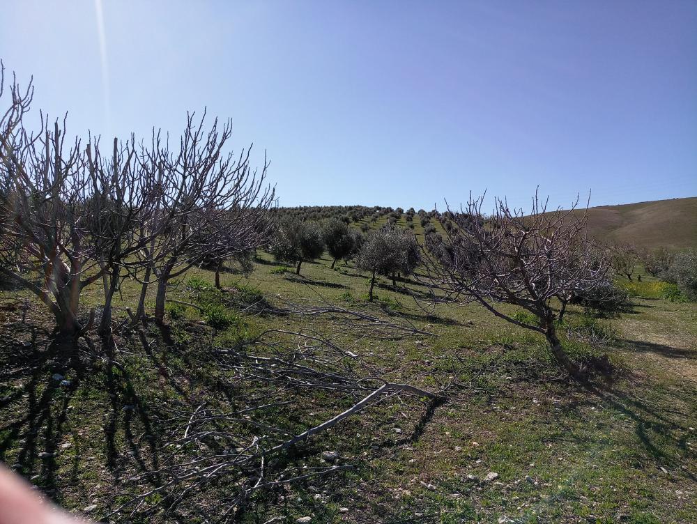 en venta finca rústica Gabia Grande Vega De Granada 3