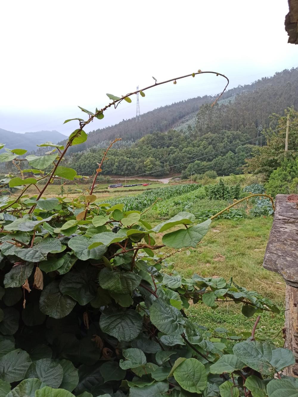  en venta finca rústica Conforto Mariña Oriental 28