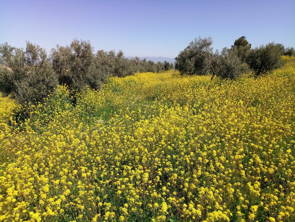  en venta finca rústica Gabia Grande Vega De Granada 2