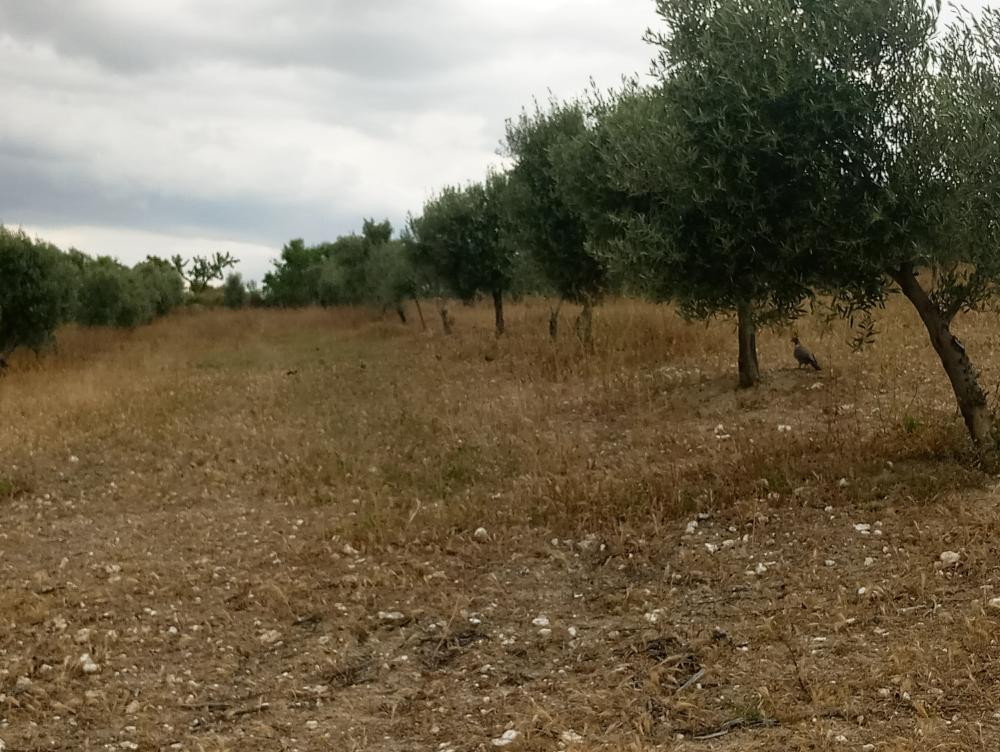  en venta finca rústica Gabia Grande Vega De Granada 8