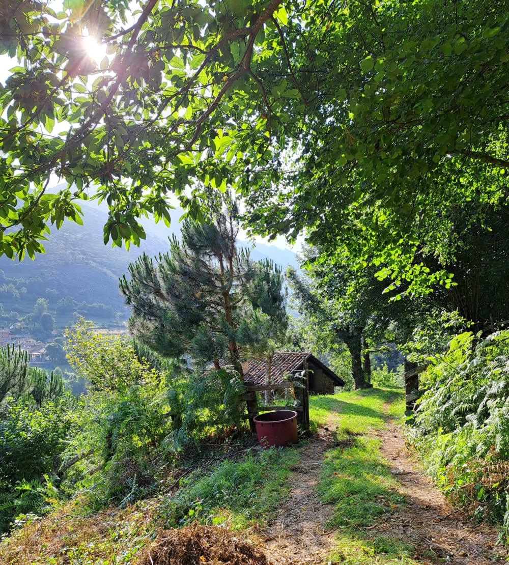  en venta finca rústica Campo De Caso Nalón 4