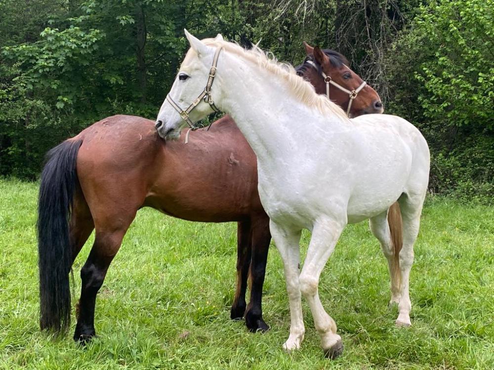  en venta finca rústica Campo De Caso Nalón 89