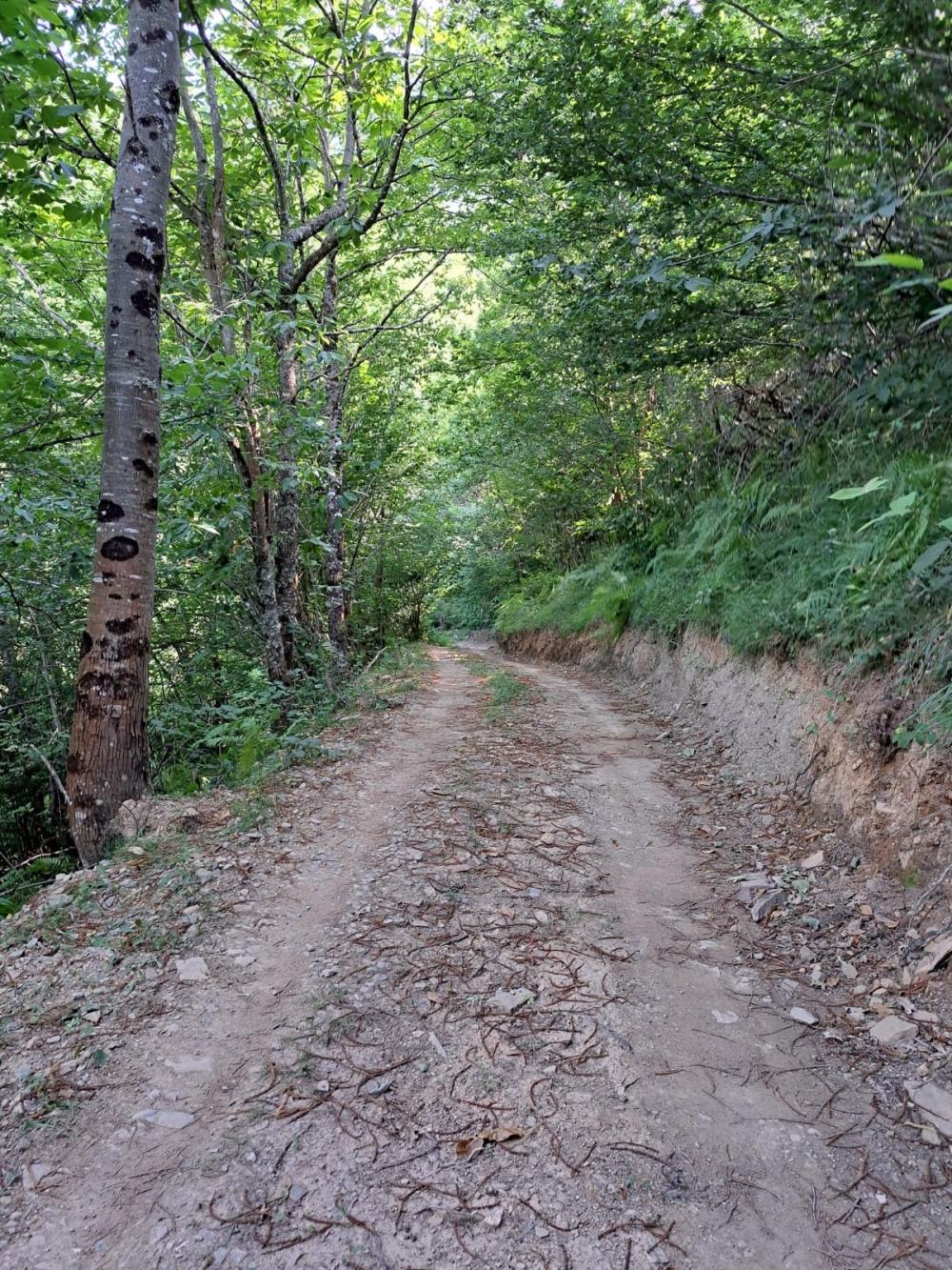  en venta finca rústica Campo De Caso Nalón 17