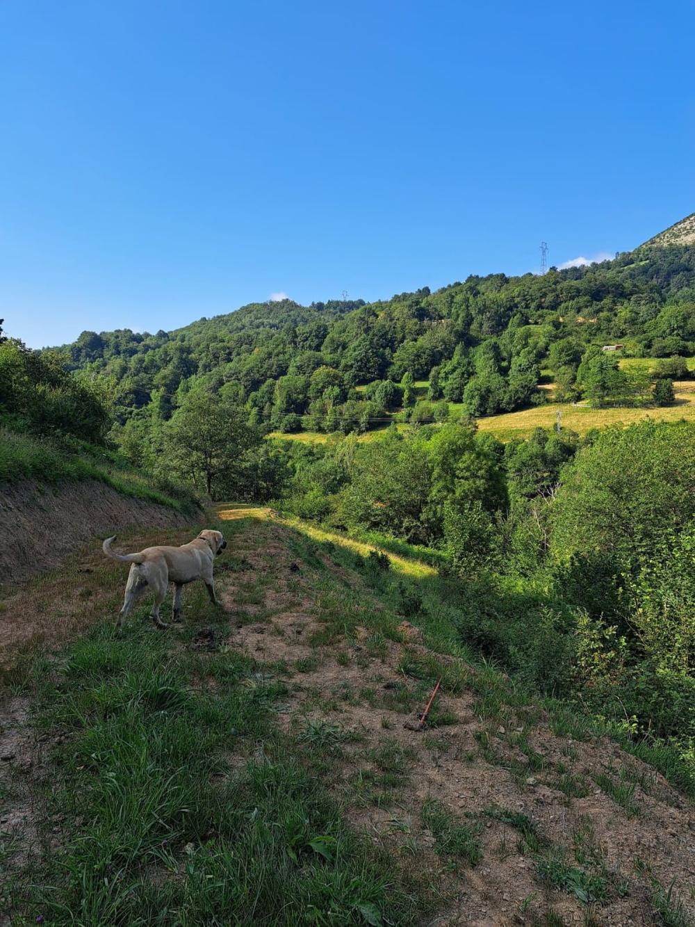  en venta finca rústica Campo De Caso Nalón 33