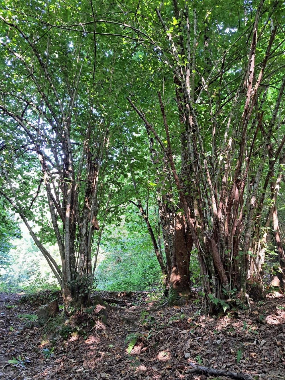  en venta finca rústica Campo De Caso Nalón 30