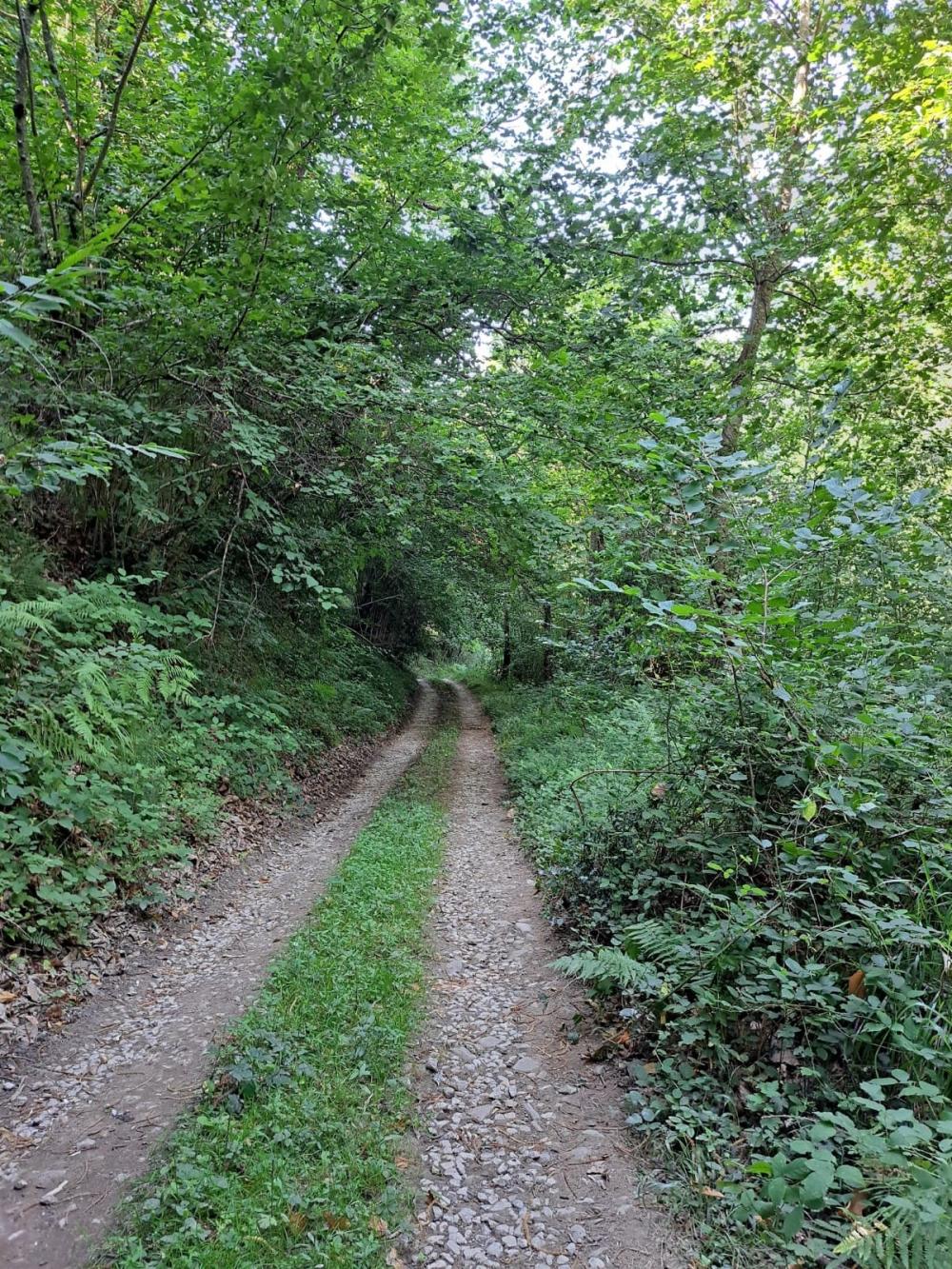  en venta finca rústica Campo De Caso Nalón 22
