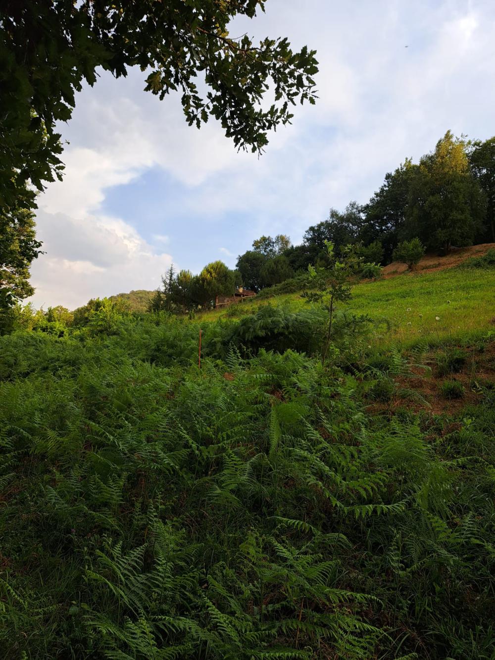  en venta finca rústica Campo De Caso Nalón 15