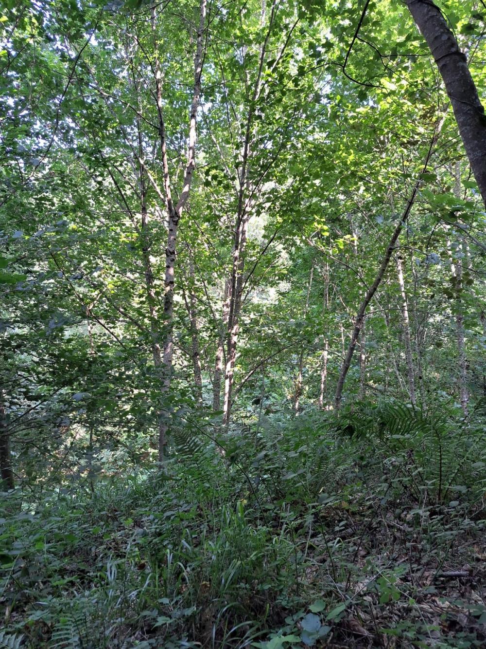  en venta finca rústica Campo De Caso Nalón 23
