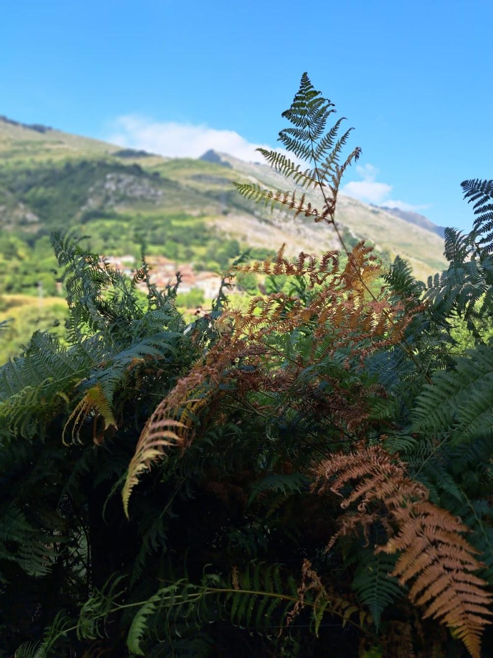 en venta finca rústica Campo De Caso Nalón 43