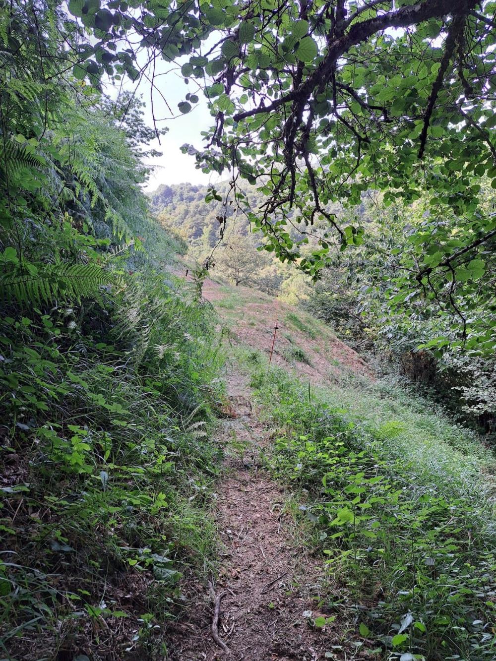  en venta finca rústica Campo De Caso Nalón 32