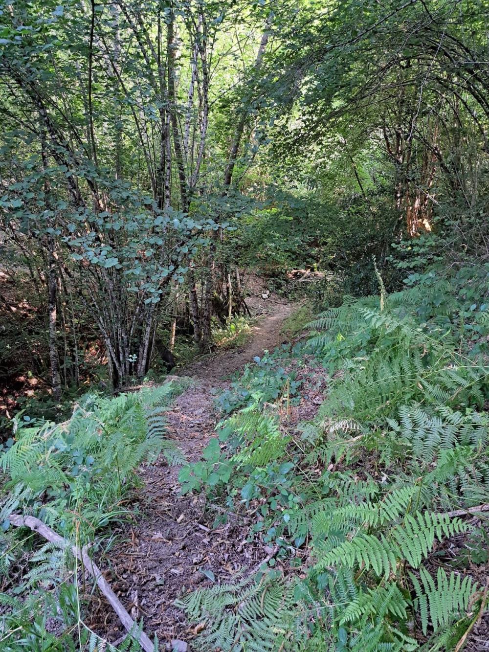  en venta finca rústica Campo De Caso Nalón 29