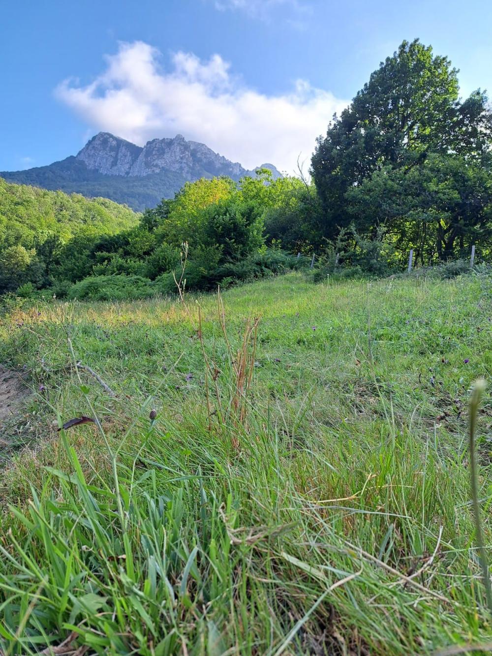  en venta finca rústica Campo De Caso Nalón 36