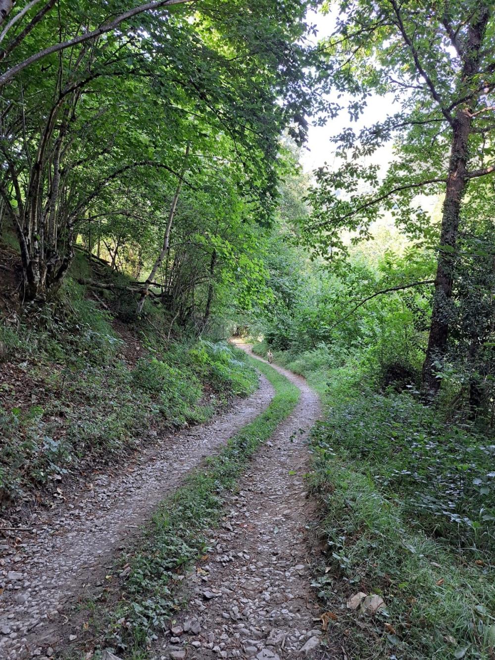  en venta finca rústica Campo De Caso Nalón 24