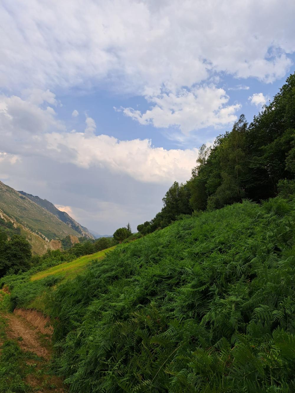  en venta finca rústica Campo De Caso Nalón 14