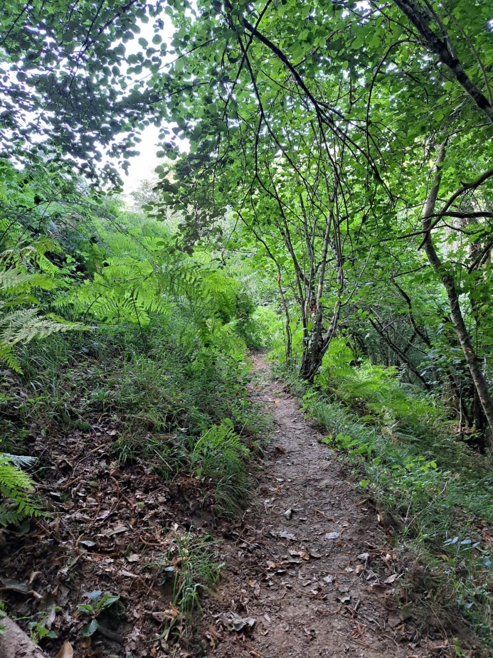 en venta finca rústica Campo De Caso Nalón 31
