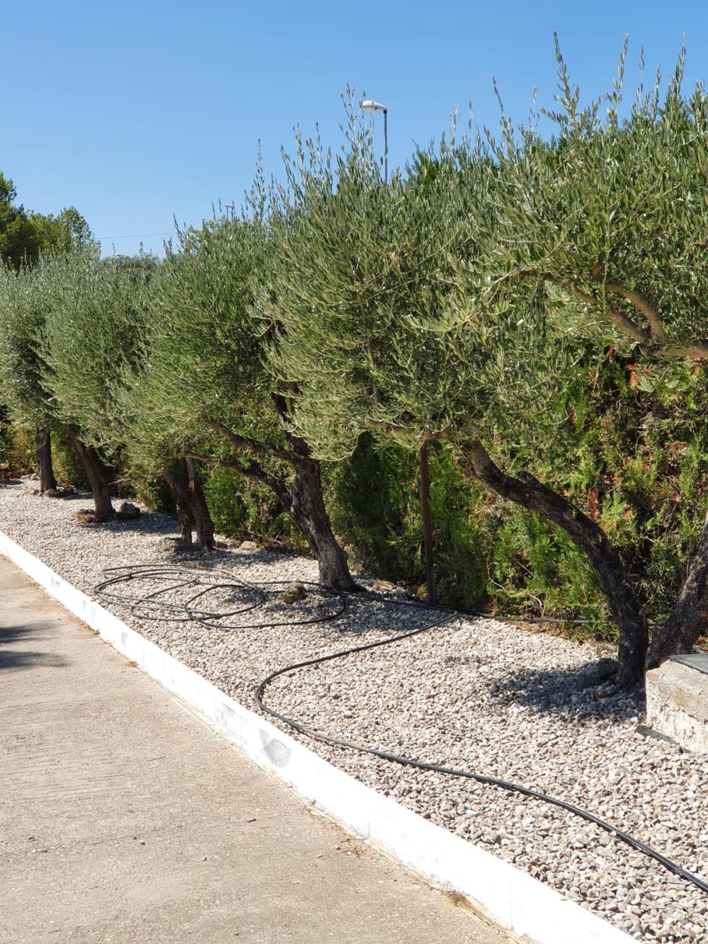  en venta finca rústica Alcolea Córdoba 8