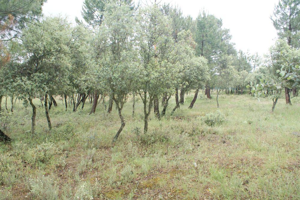  en venta terreno Marugán Campiña Segoviana 8