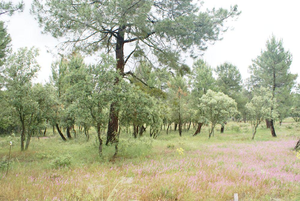  en venta terreno Marugán Campiña Segoviana 6
