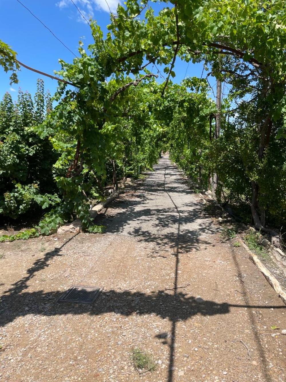  en venta finca rústica Miravet Ribera D'ebre 5